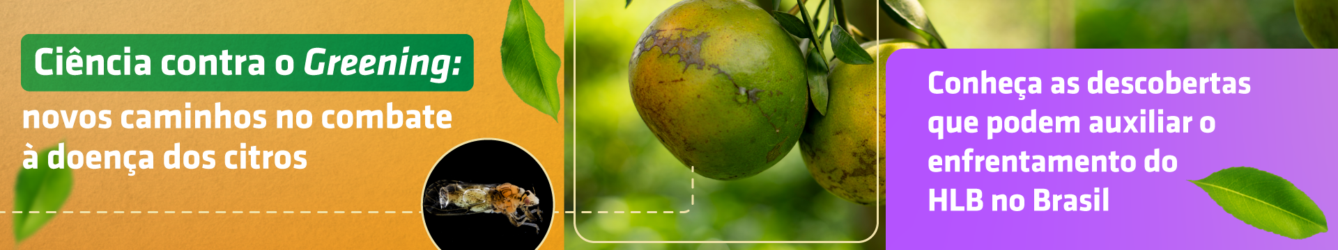 Ciência busca soluções na Natureza para proteger citros do greening