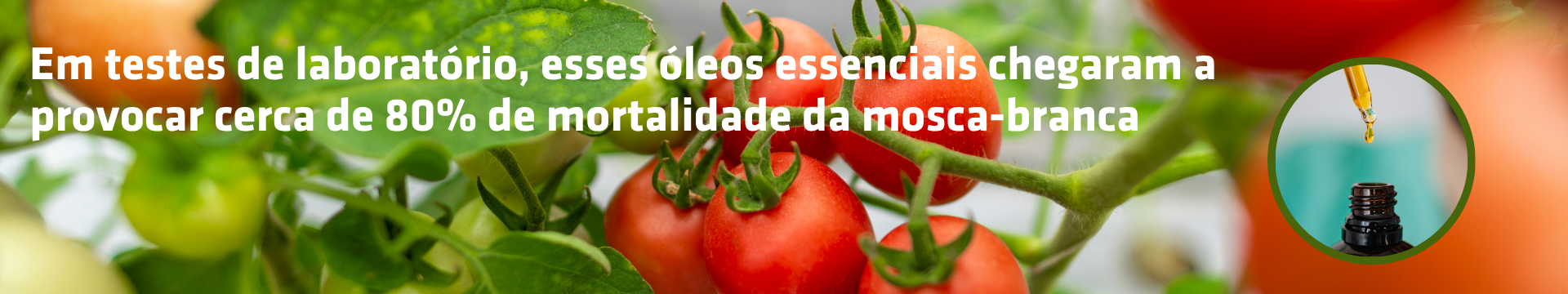 Óleos essenciais apresentam ação inseticida contra a mosca-branca