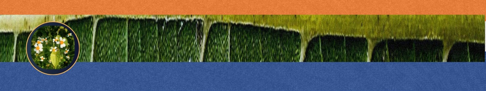 Plantas invasoras apresentam resistência ao agrotóxico glifosato