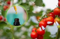 Óleos essenciais apresentam ação inseticida contra a mosca-branca